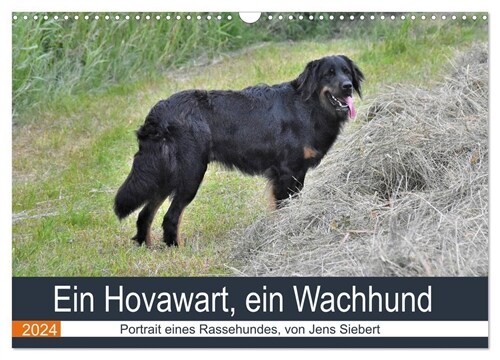 Ein Hovawart, ein Wachhund (Wandkalender 2024 DIN A3 quer), CALVENDO Monatskalender (Calendar)