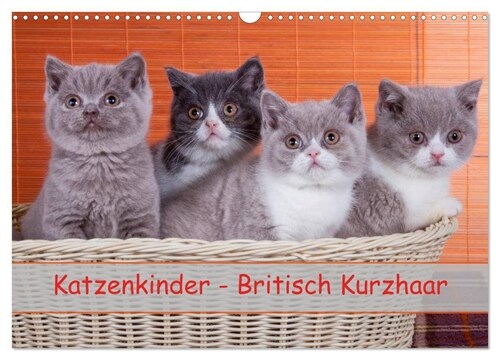 Katzenkinder Britisch Kurzhaar (Wandkalender 2024 DIN A3 quer), CALVENDO Monatskalender (Calendar)