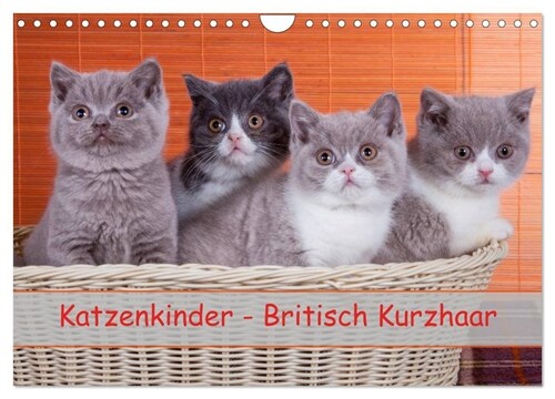 Katzenkinder Britisch Kurzhaar (Wandkalender 2024 DIN A4 quer), CALVENDO Monatskalender (Calendar)