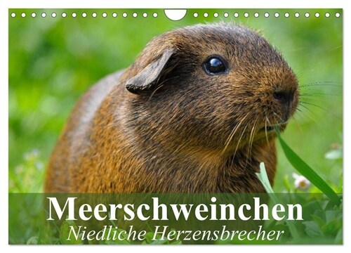 Meerschweinchen Niedliche Herzensbrecher (Wandkalender 2024 DIN A4 quer), CALVENDO Monatskalender (Calendar)