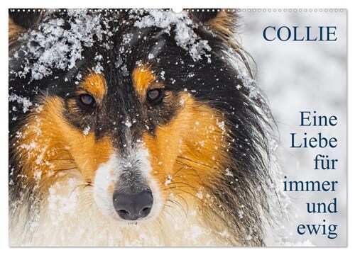 Collies - Eine Liebe fur immer und ewig (Wandkalender 2024 DIN A2 quer), CALVENDO Monatskalender (Calendar)