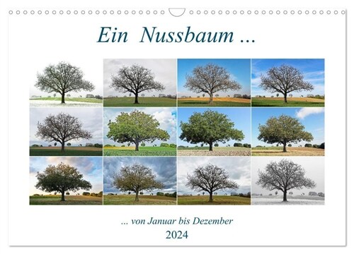 Ein Nussbaum von Januar bis Dezember (Wandkalender 2024 DIN A3 quer), CALVENDO Monatskalender (Calendar)