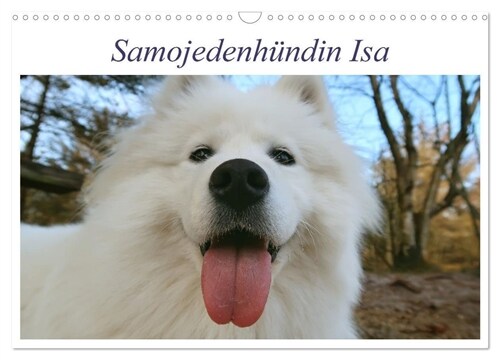 Samojedenhundin Isa (Wandkalender 2024 DIN A3 quer), CALVENDO Monatskalender (Calendar)