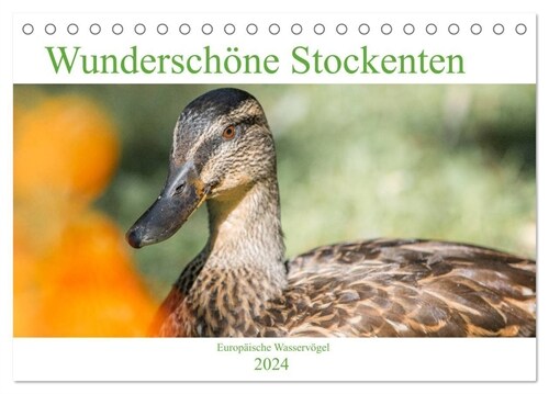 Wunderschone Stockenten - Europaische Wasservogel (Tischkalender 2024 DIN A5 quer), CALVENDO Monatskalender (Calendar)