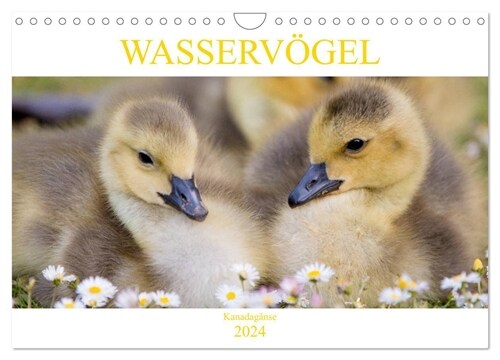 Wasservogel - Kanadaganse (Wandkalender 2024 DIN A4 quer), CALVENDO Monatskalender (Calendar)