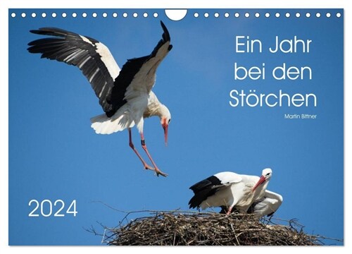 Ein Jahr bei den Storchen (Wandkalender 2024 DIN A4 quer), CALVENDO Monatskalender (Calendar)