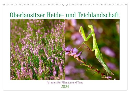 Oberlausitzer Heide- und Teichlandschaft (Wandkalender 2024 DIN A3 quer), CALVENDO Monatskalender (Calendar)