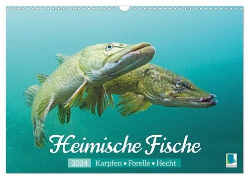 Heimische Fische: Karpfen, Forelle, Hecht (Wandkalender 2024 DIN A3 quer), CALVENDO Monatskalender (Calendar)