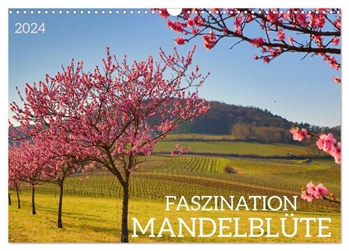 FASZINATION MANDELBLUTE (Wandkalender 2024 DIN A3 quer), CALVENDO Monatskalender (Calendar)