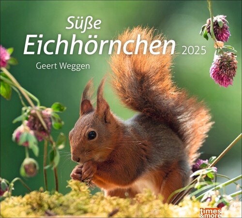 Eichhornchen Bildkalender 2025 (Calendar)