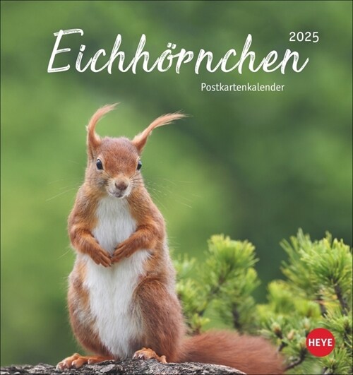 Eichhornchen Postkartenkalender 2025 (Calendar)