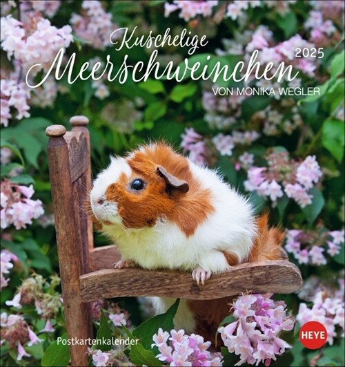 Kuschelige Meerschweinchen Postkartenkalender 2025 (Calendar)