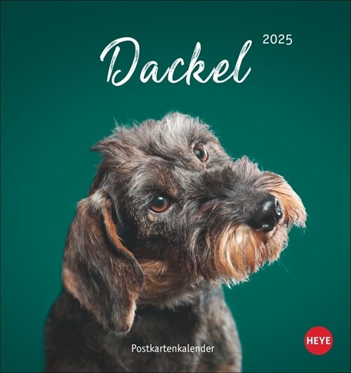 Dackel Postkartenkalender 2025 (Calendar)