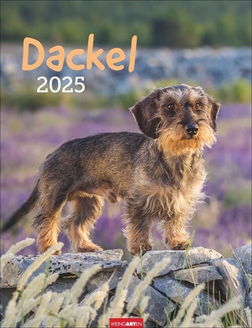 Dackel Kalender 2025 (Calendar)