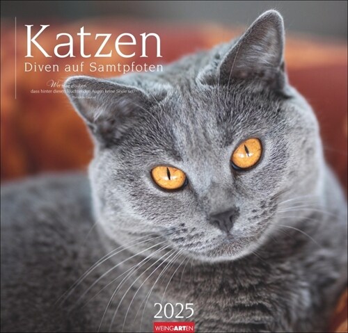 Katzen - Diven auf Samtpfoten Kalender 2025 - Diven auf Samtpfoten (Calendar)