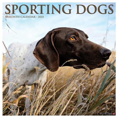 Sporting Dogs 2025 12 X 12 Wall Calendar (Wall)