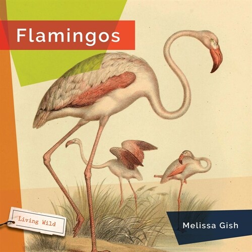 Flamingos (Hardcover)