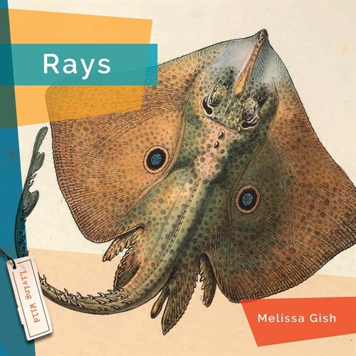 Rays (Hardcover)