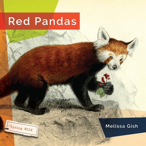 Red Pandas (Hardcover)