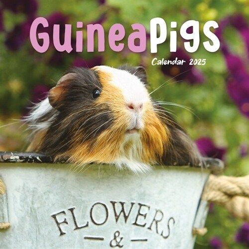 Guinea Pigs Square Mini Calendar 2025 (Paperback)