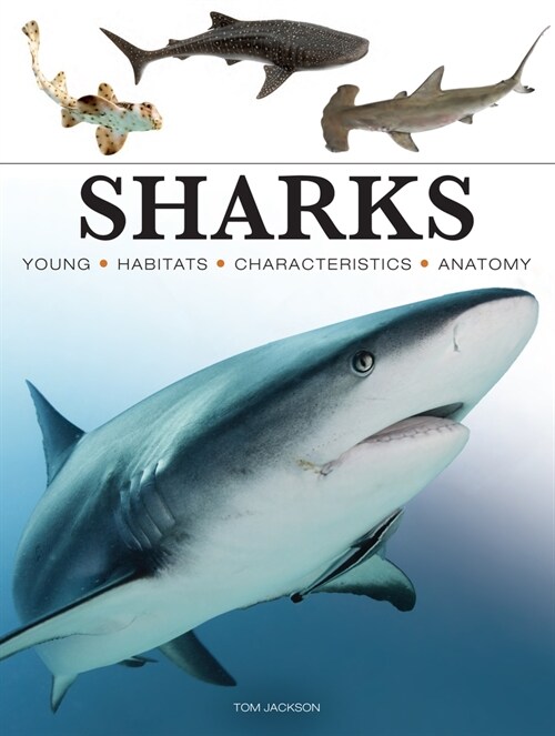 Sharks & Underwater Predators (Paperback)