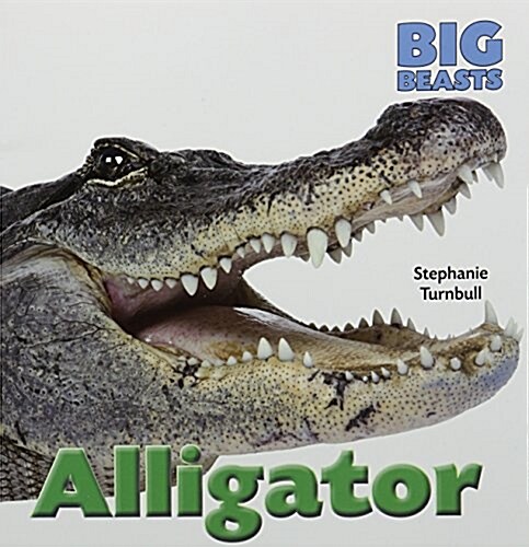 Alligator (Paperback)