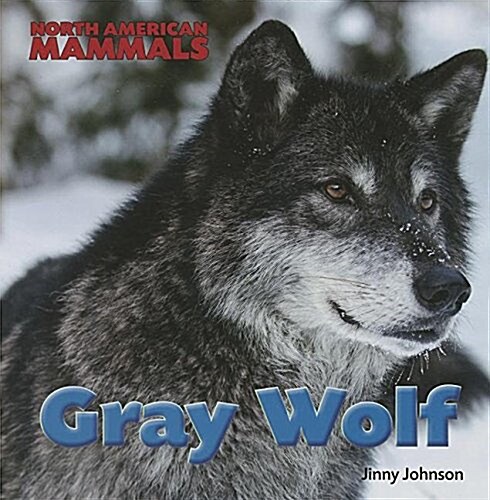 Gray Wolf (Paperback)