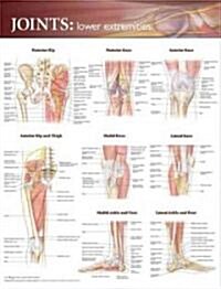 Joints of the Lower Extremities Anatomical Chart (Other)
