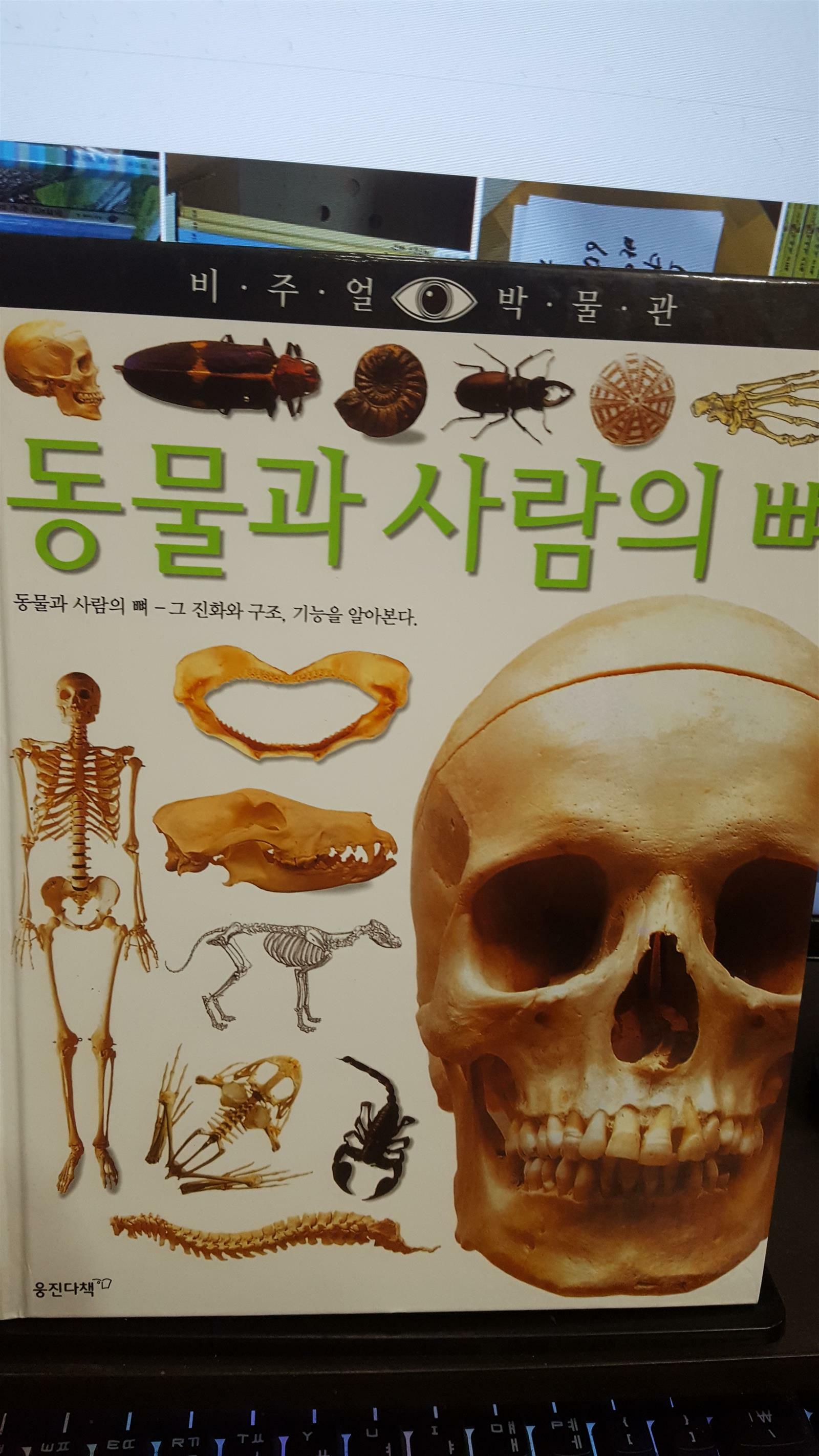 [중고] 동물과 사람의뼈 / 비주얼박물관