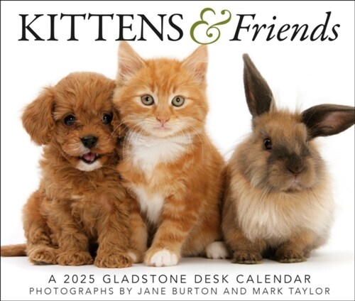 Kittens & Friends Box Calendar 2025 (Paperback)