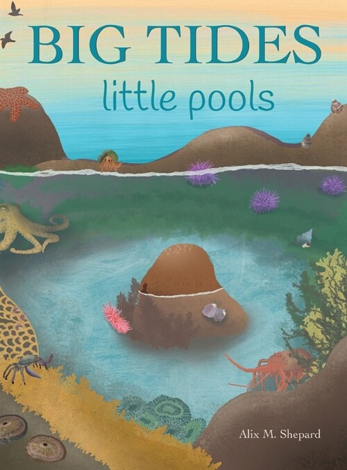 Big Tides Little Pools (Hardcover)