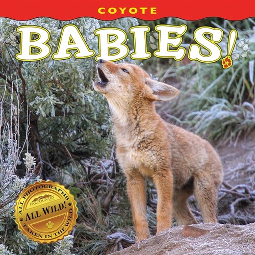 Coyote Babies! (Board Books)