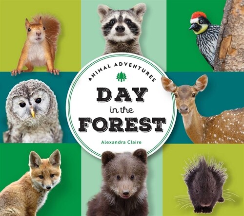 Animal Adventures: Day in the Forest (Board Books)