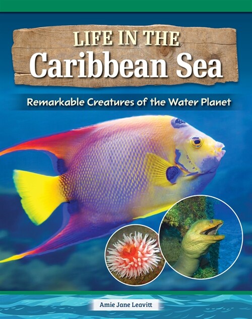 Life in the Caribbean Sea: Remarkable Creatures of the Water Planet (Paperback)