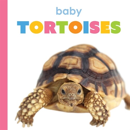 Baby Tortoises (Library Binding)