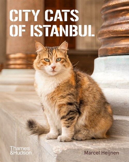 City Cats of Istanbul (Paperback)
