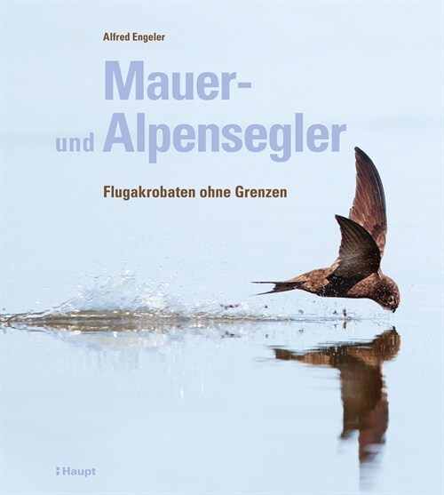 Mauer- und Alpensegler (Hardcover)
