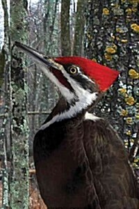 Pileated Woodpecker Blank Journal (Hardcover)