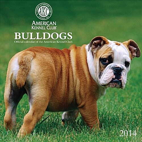 2014 Bulldogs - American Kennel Club Wall (Calendar, Wal)