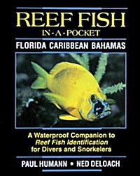 Reef Fish In A Pocket - Caribbean (Paperback)