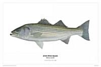 Striped Bass Poster (Other)