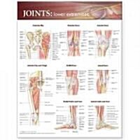 Joints of the Lower Extremities Anatomical Chart (Other)