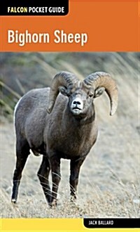 Bighorn Sheep (Paperback)