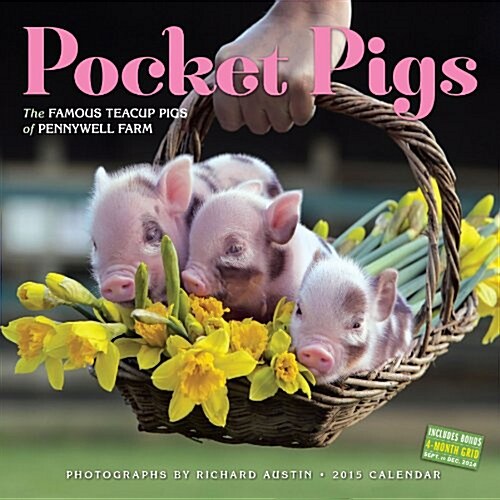 Pocket Pigs 2015 Wall Calendar (Paperback)