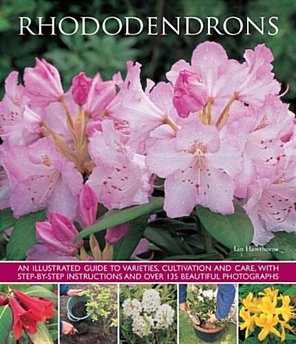 Rhododendrons (Paperback)