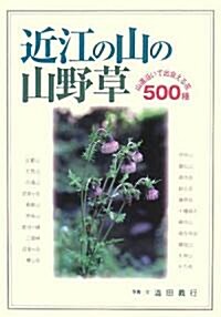 近江の山の山野草―山道沿いで出會える花500種 (單行本)