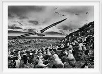 Sebastiao Salgado. Genesis. Art Edition No. 201-300 ‘Black-Browed Albatrosses, Falkland Islands‘