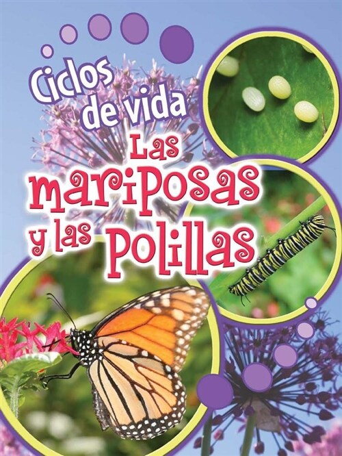Ciclos de Vida de Las Mariposas Y Las Polillas: Butterflies and Moths (Paperback)