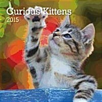 Curious Kittens 2015 Calendar (Paperback, Wall)