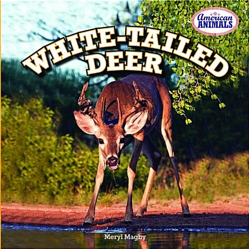 White-Tailed Deer (Paperback)